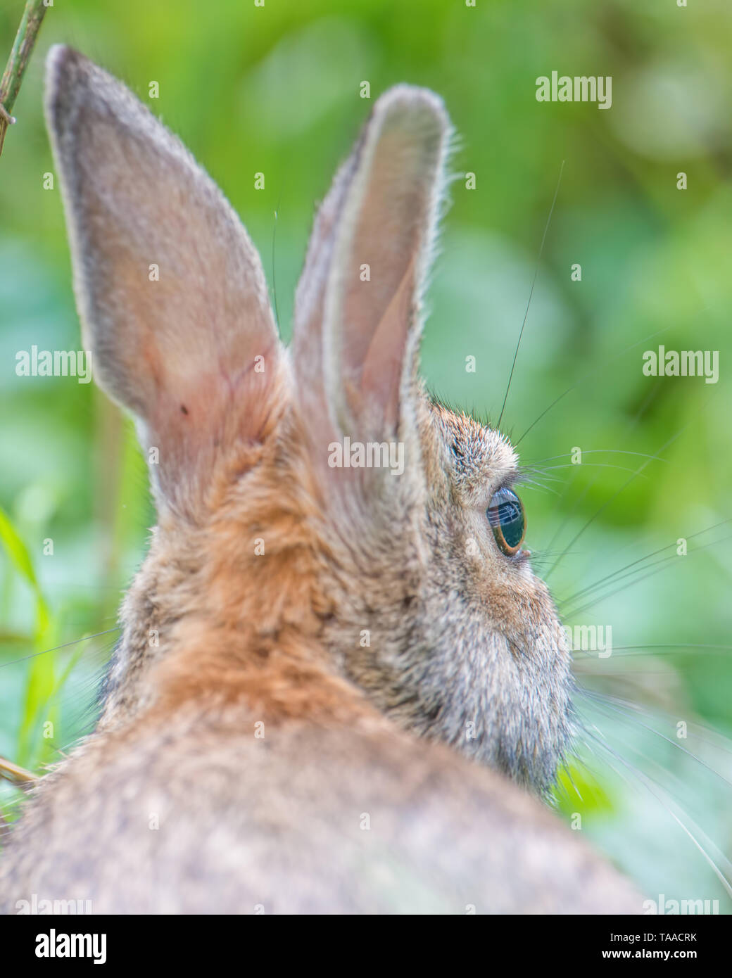 Le lapin à queue blanche libre - près de la rivière dans le Minnesota Minnesota Valley National Wildlife Refuge Banque D'Images