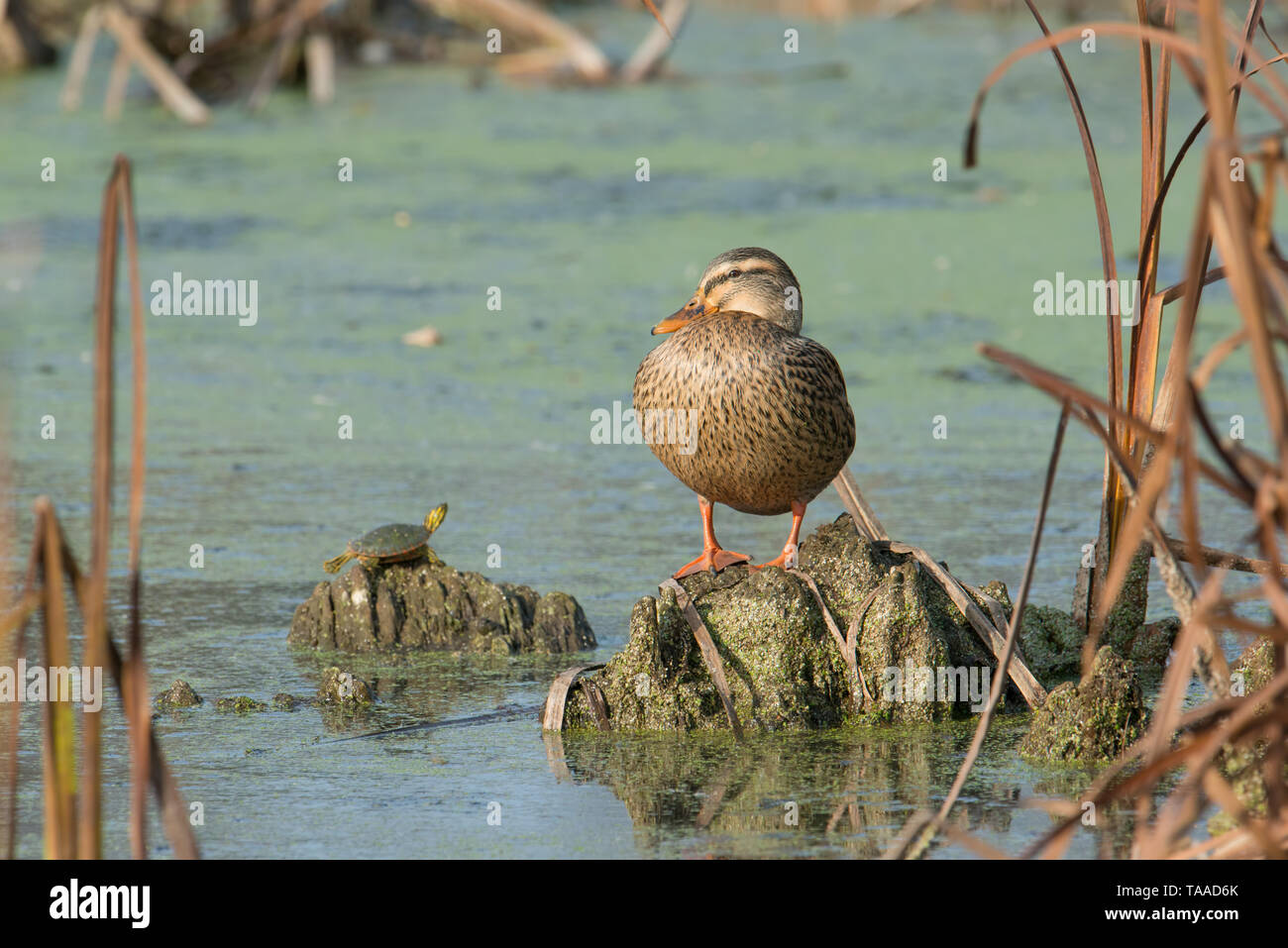 Canard colvert femelle et une tortue à l'automne au soleil soleil dans le Crex Meadows de faune dans le nord du Wisconsin Banque D'Images