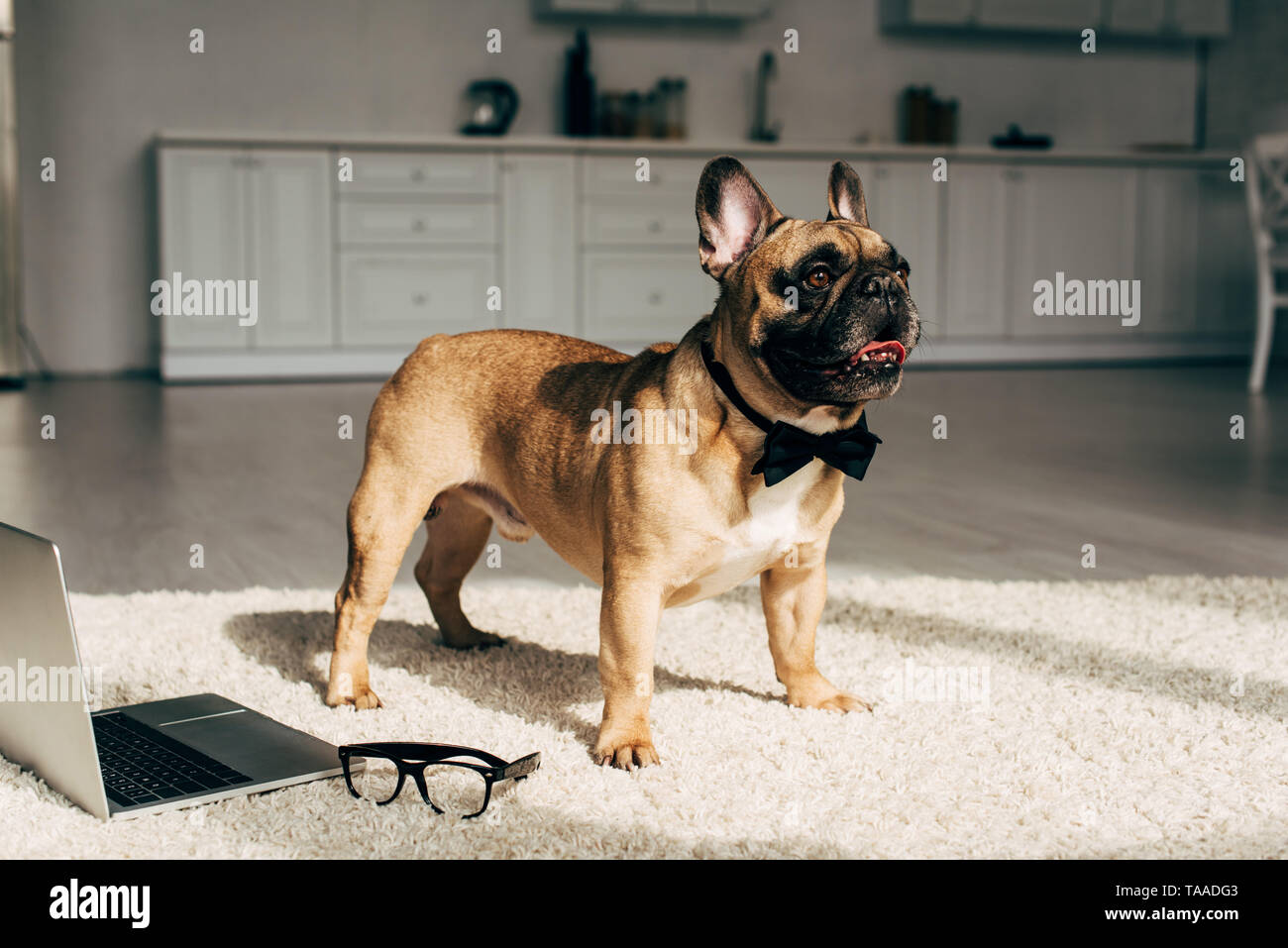 Bulldog In Bow Tie Banque d'image et photos - Alamy