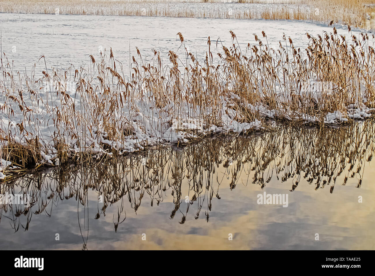 L'hiver, sec reed sur les rives de la neige sur les champs Banque D'Images