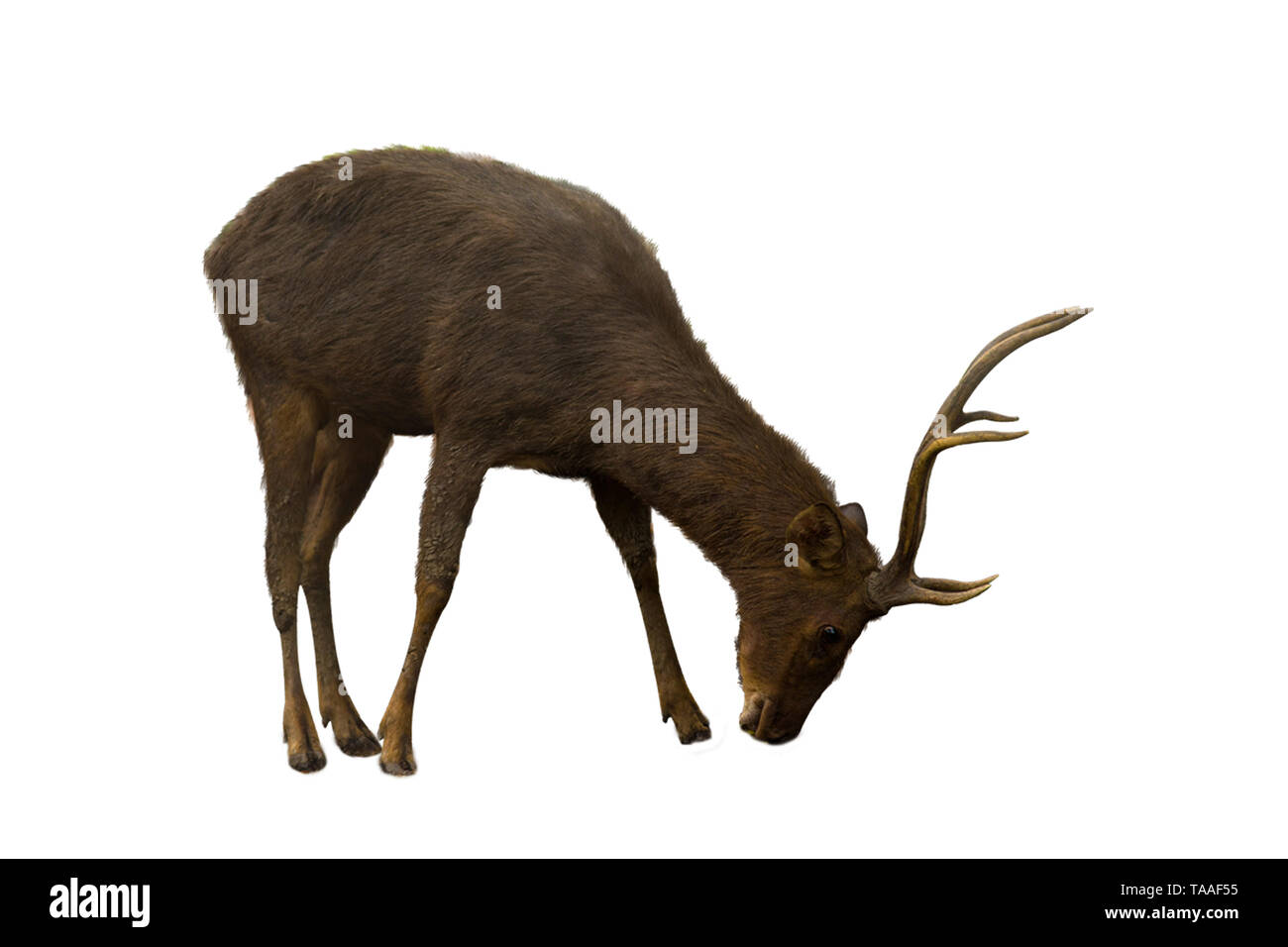 Fond blanc avec de longs cheveux bruns. Banque D'Images