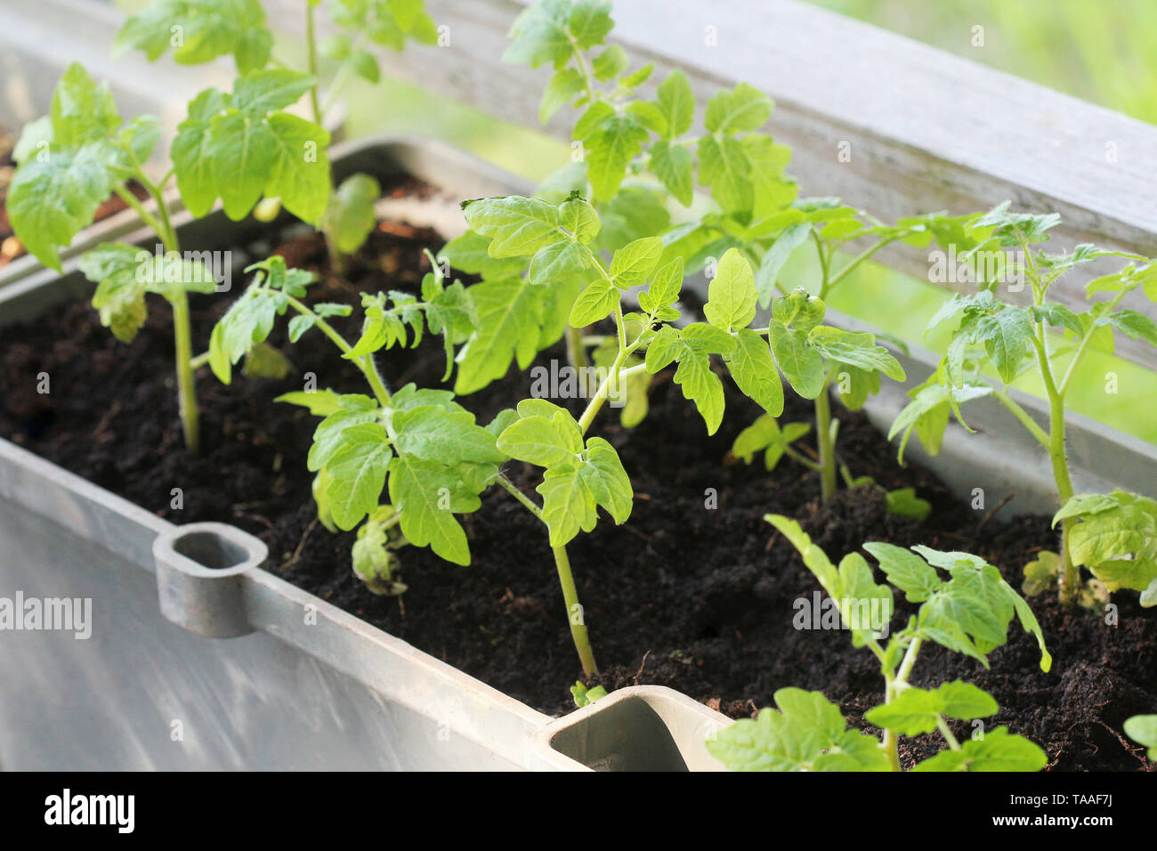 Jardin potager sur une terrasse. Des semis de tomates, herbes poussant dans le récipient Banque D'Images