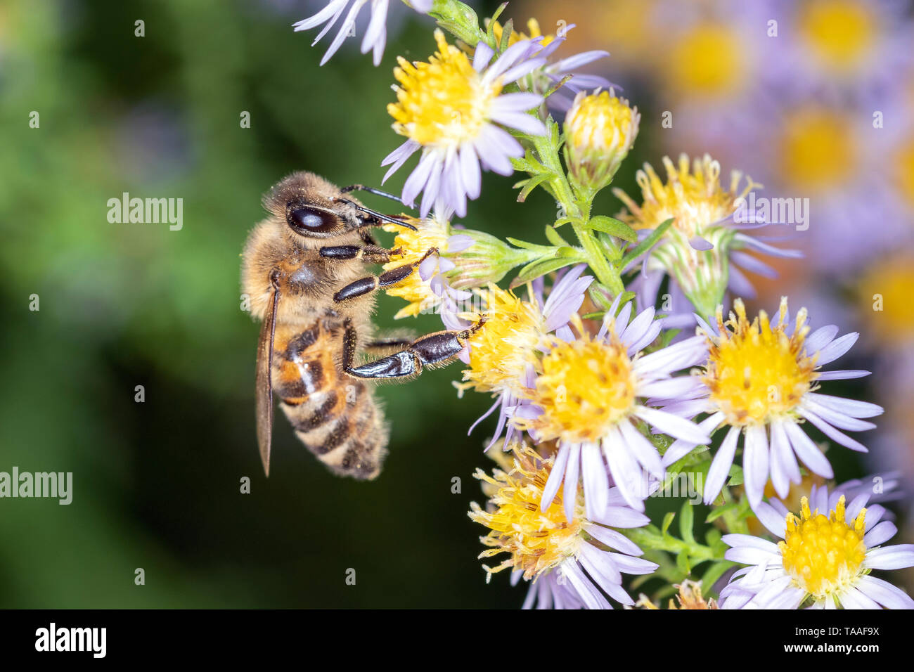Western - abeilles Apis mellifera - pollinise une fleur Banque D'Images