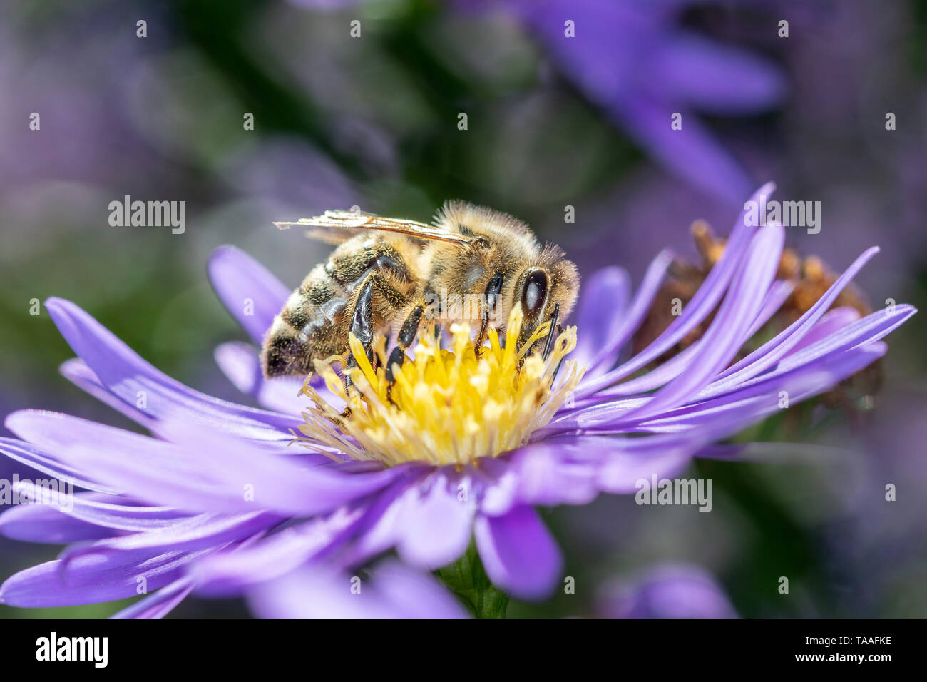Western - abeilles Apis mellifera - la collecte du pollen sur un aster Banque D'Images