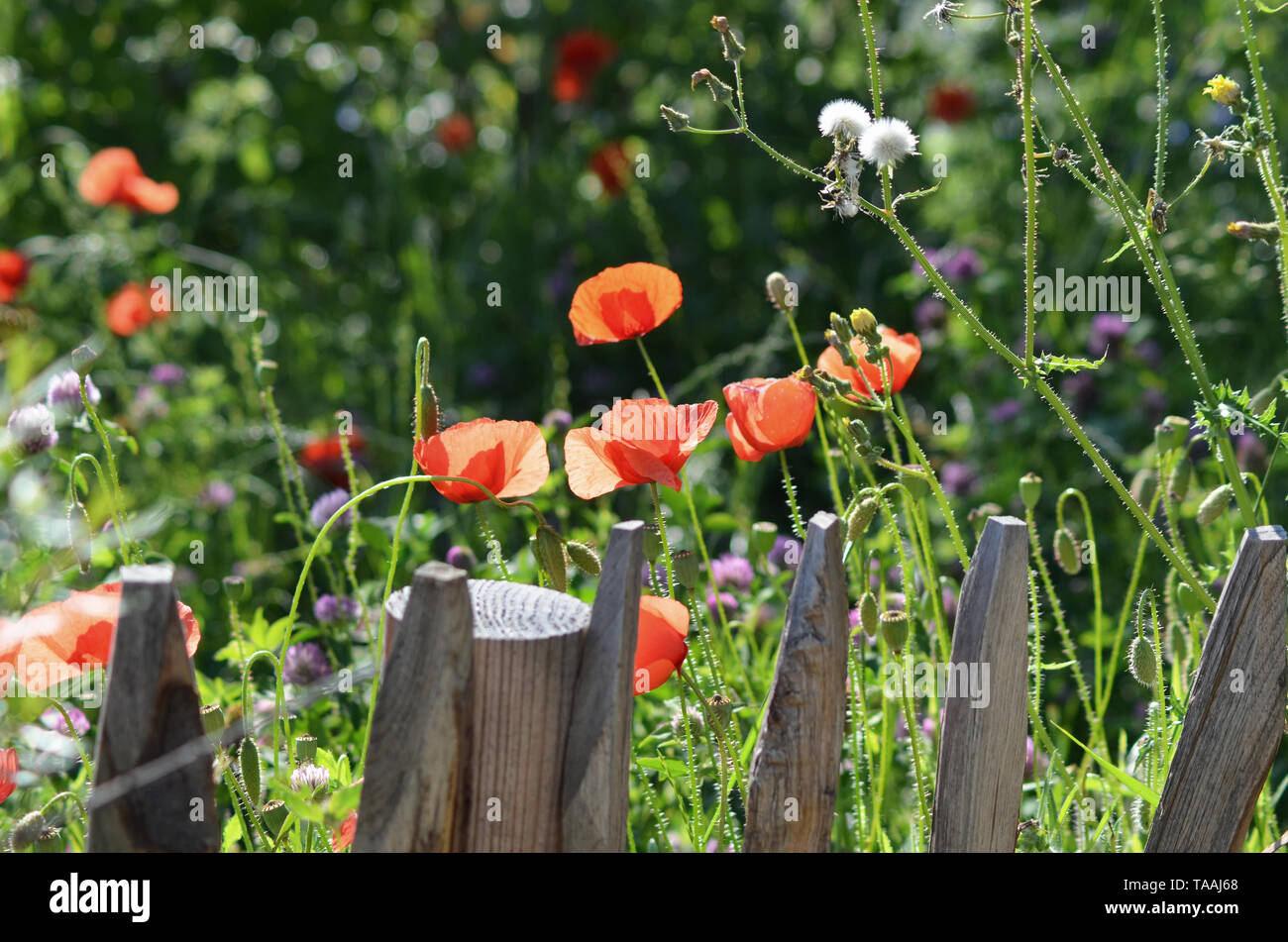 Pavot fleur sauvage jardin avec clôture en bois Banque D'Images