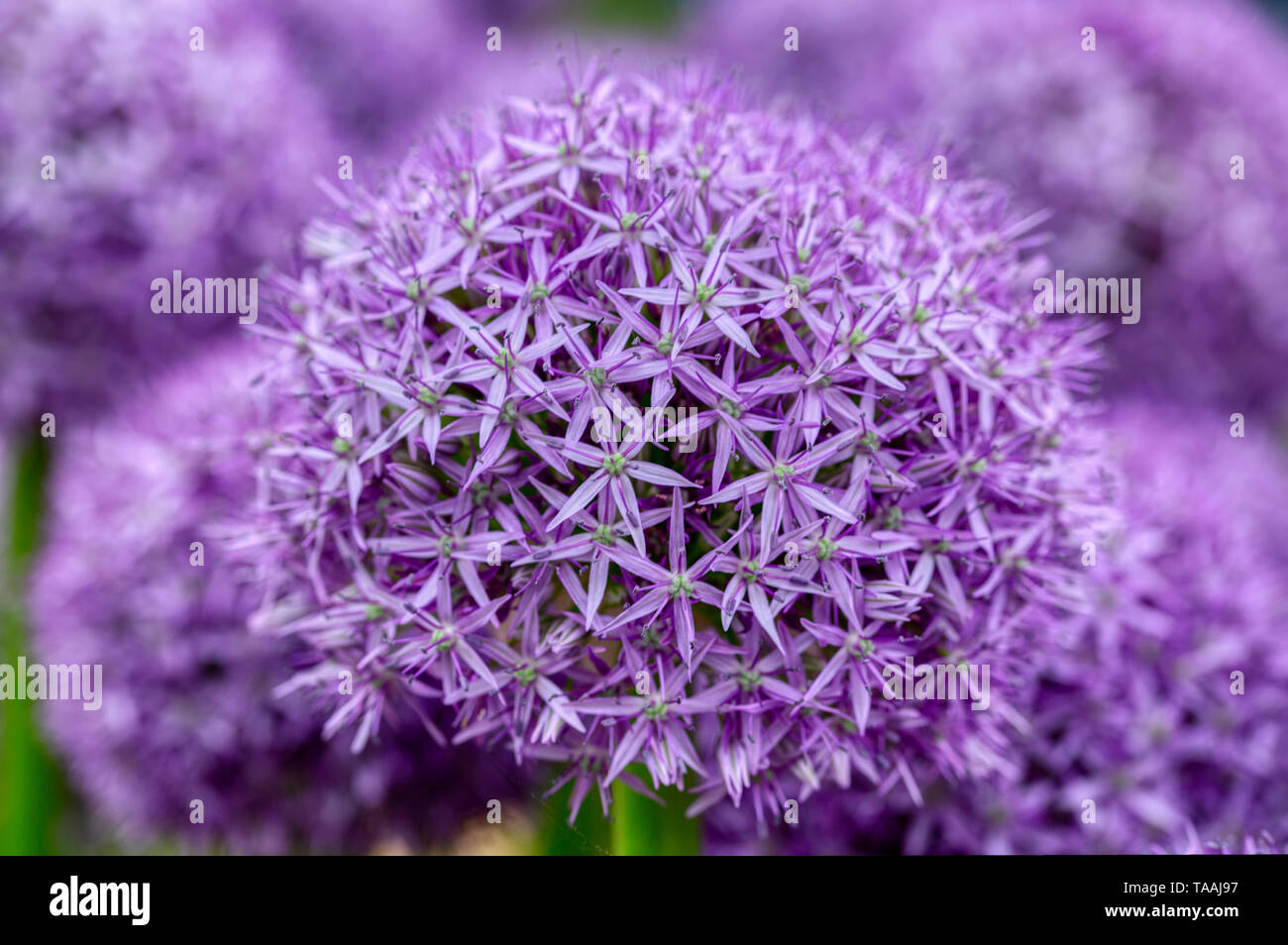 L'allium RHS Chelsea Flower Show 2019 Banque D'Images