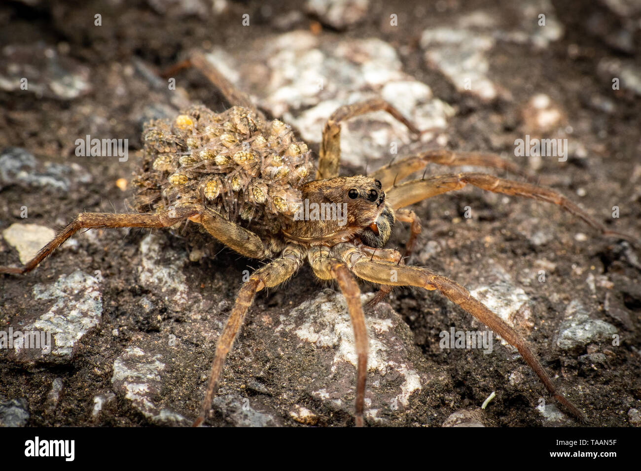 Loup Araignee Portant Des Bebes Sur Son Dos Banque D Image Et Photos Alamy