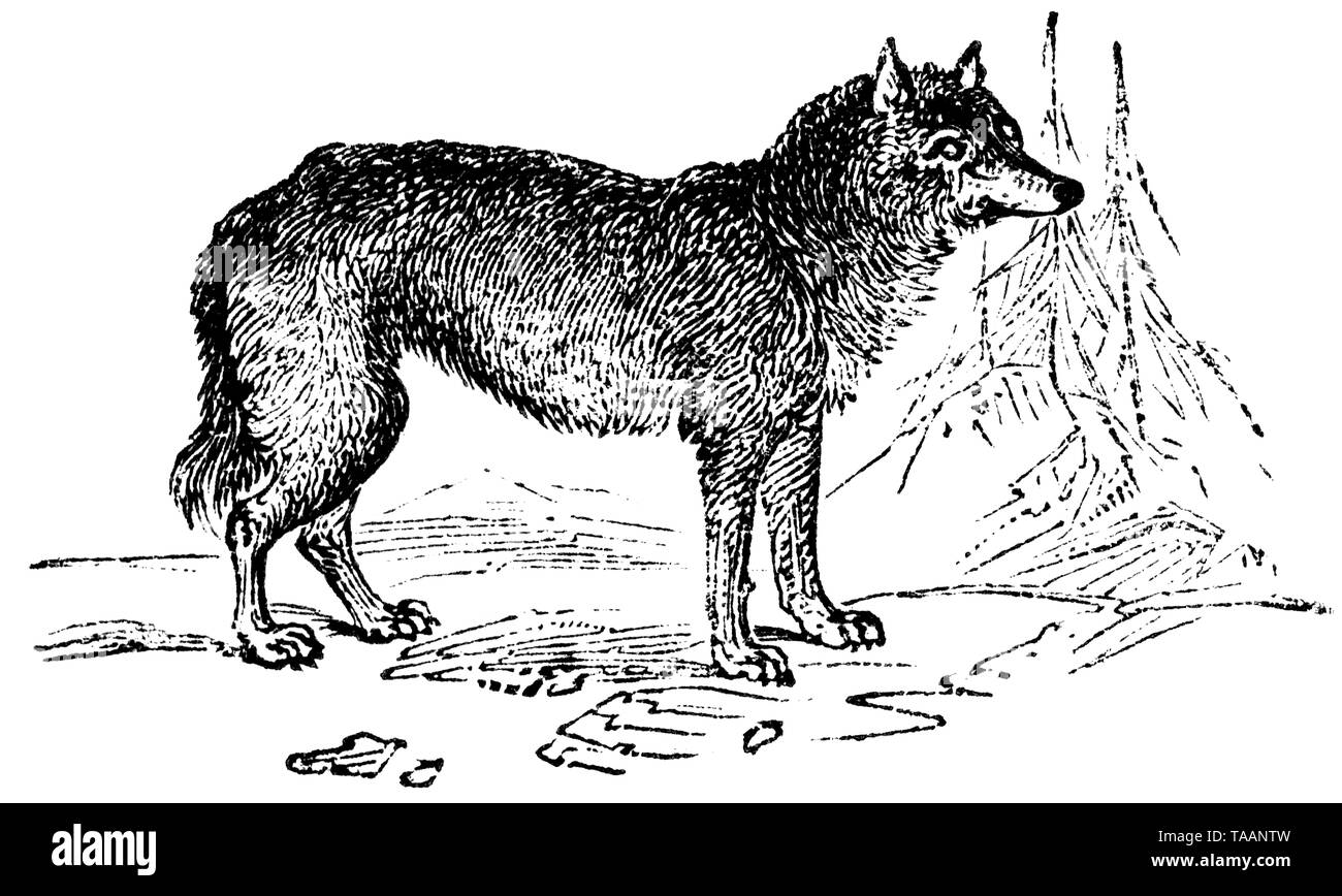 Couper du bois gravé, illustration tirée de "Le Trésor de l'Histoire Naturelle" par Samuel Maunder, publié 1848 Banque D'Images