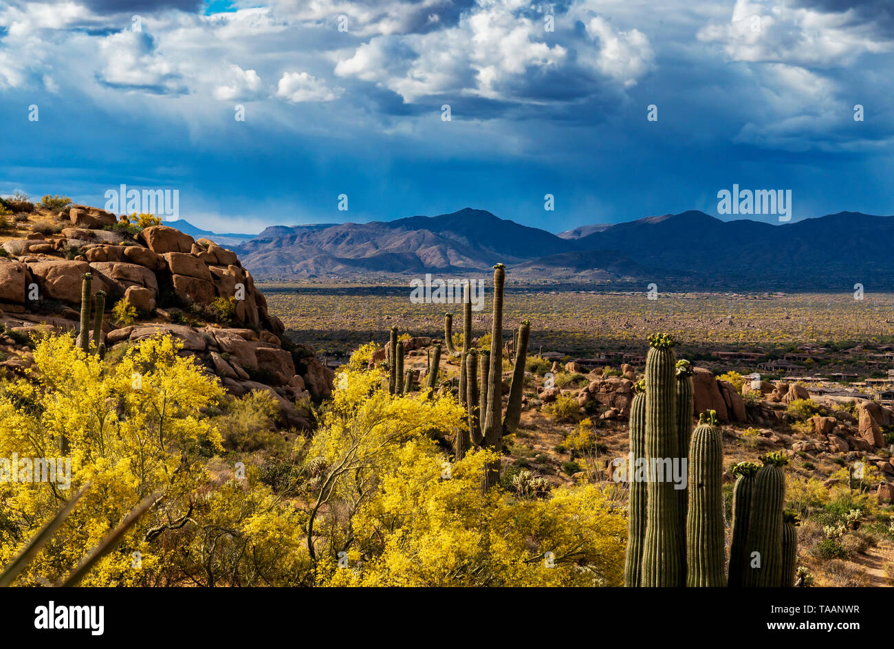 Portrait de Pinnacle Peak trail in North Scottsdale, Arizona au printemps. Banque D'Images