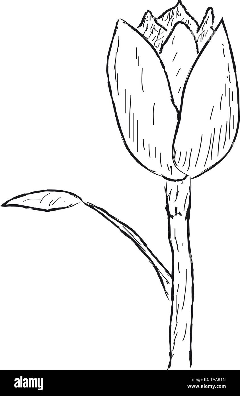 Esquisse d'une tulipe isolé sur fond blanc Illustration de Vecteur