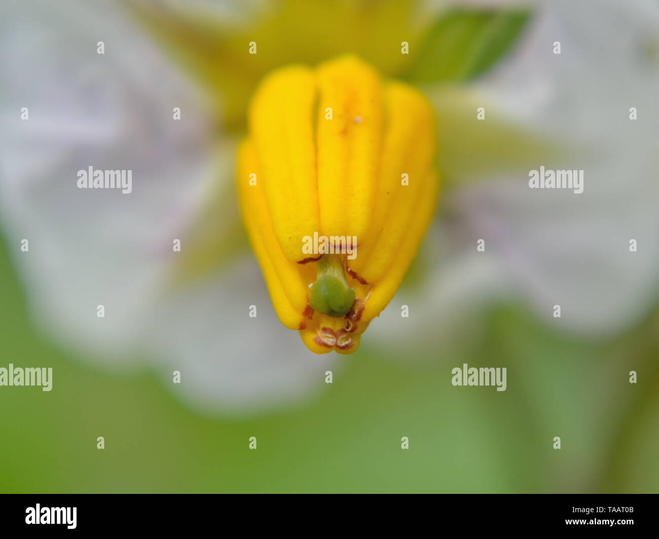 Close up de fleur de pomme de terre, Solanum tuberosum Banque D'Images