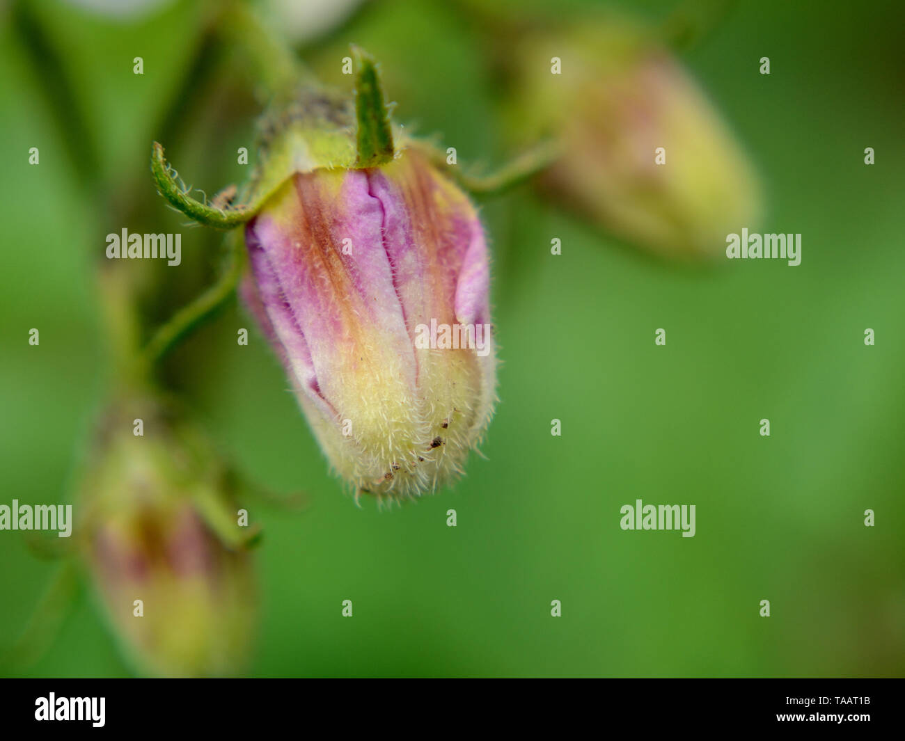 Close up de bourgeons de pomme de terre, Solanum tuberosum Banque D'Images