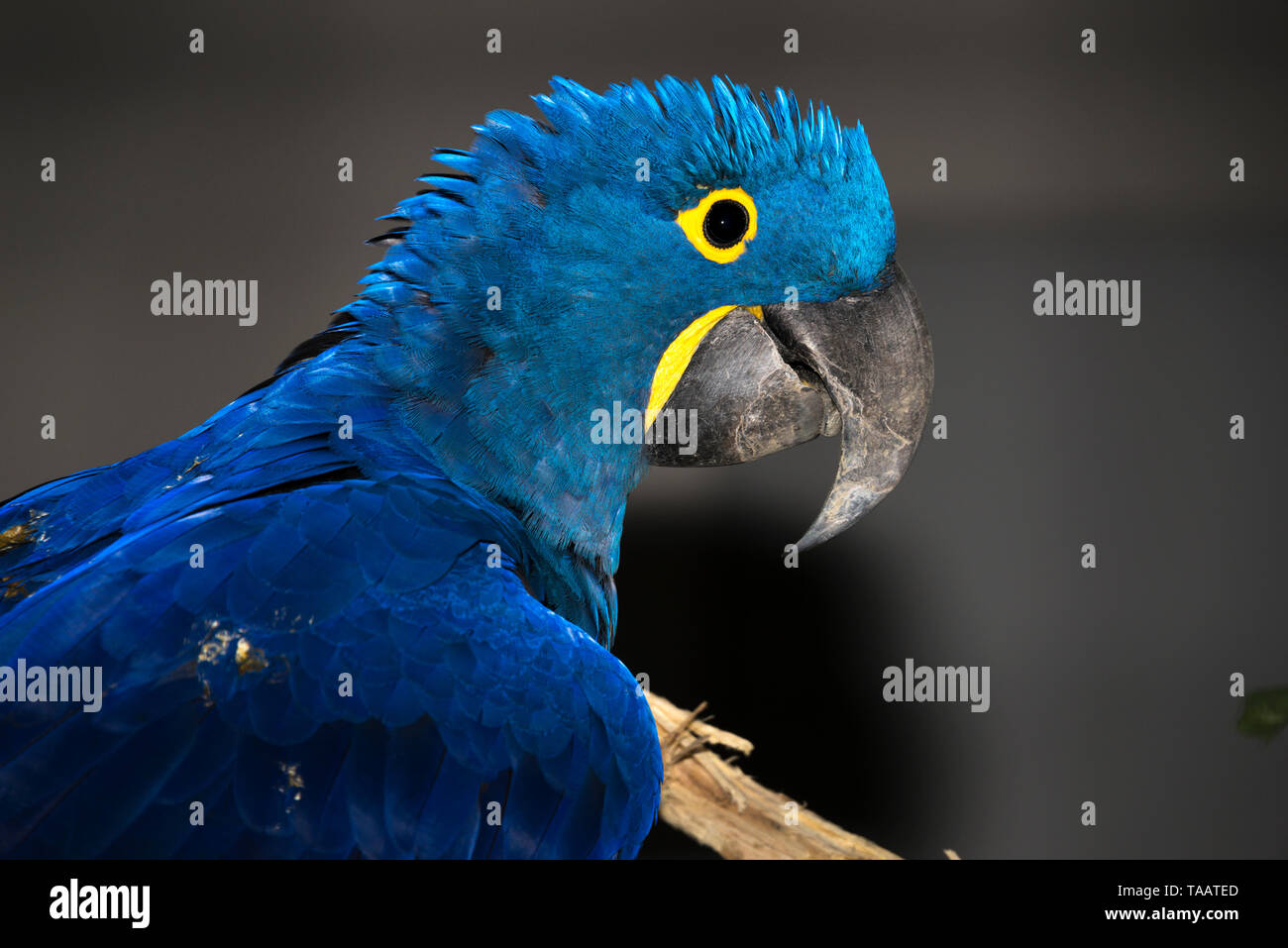 Anodorhynchus hyacinthinus Hyacinth Macaw () Banque D'Images
