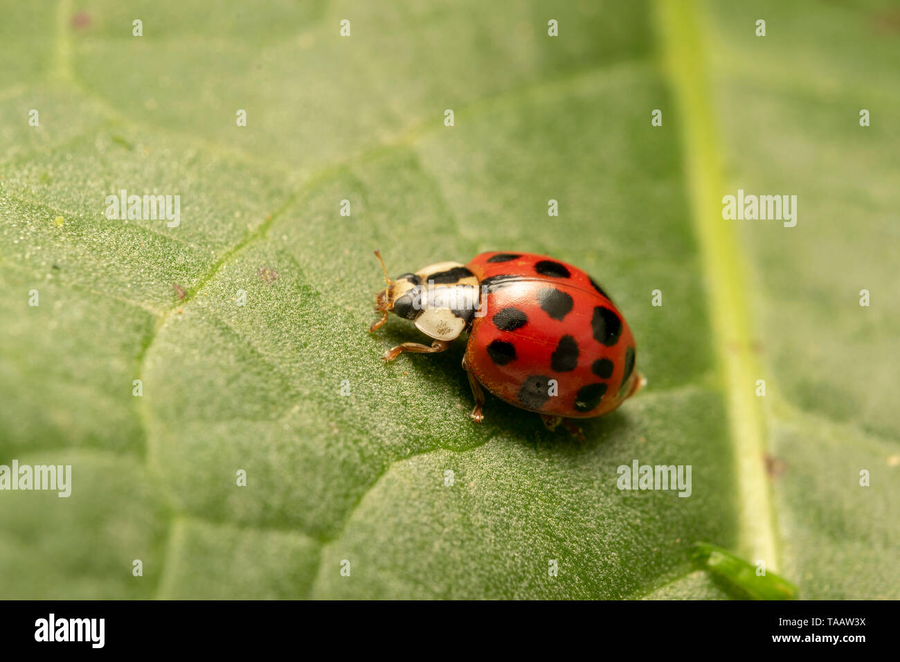 Coccinelle asiatique ou arlequin (lat. Harmonia axyridis) rouge Banque D'Images