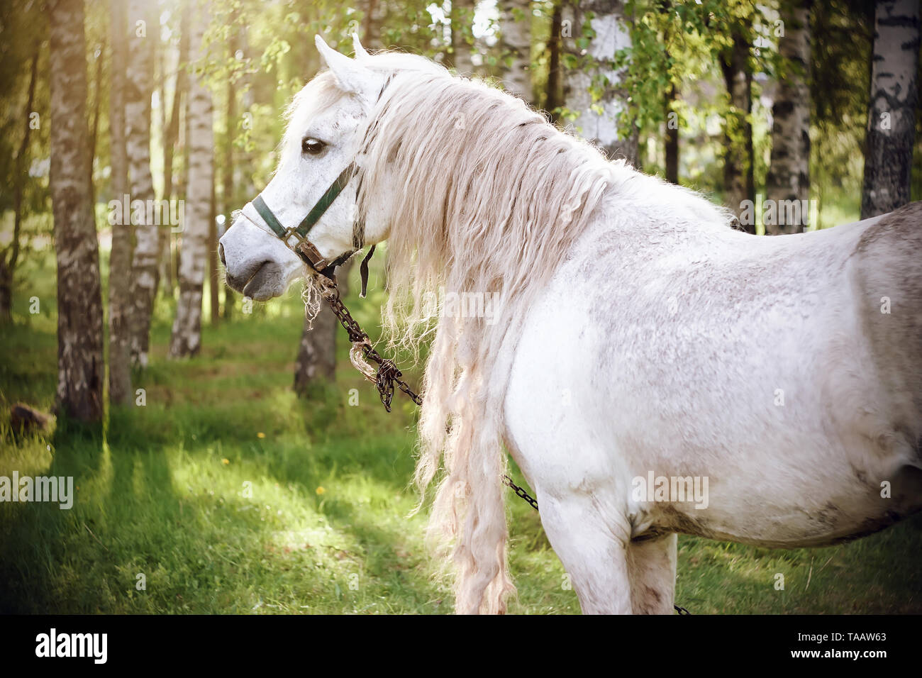 Un magnifique cheval blanc avec une longue crinière bouclée sur l'arrière-plan de la boulaie, éclairé par la lumière du soleil en été. Banque D'Images