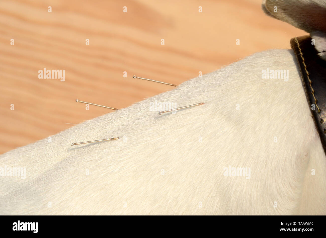 Gros plan sur le cou d'un chien blanc avec aiguilles d'acupuncture. Banque D'Images