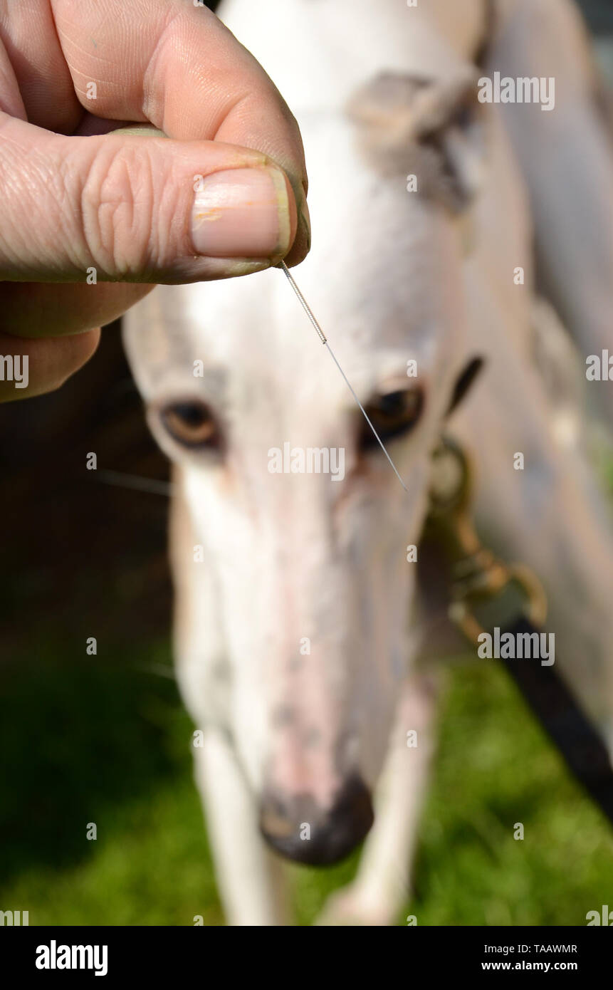 La main de l'homme est titulaire d'une aiguille d'acupuncture en acier alors qu'un chien blanc dans l'arrière-plan semble regarder sceptique. Banque D'Images