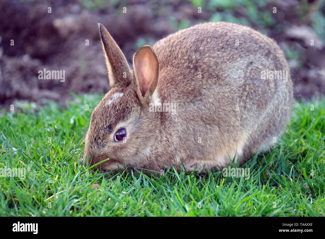 Les lapins sont des petits mammifères dans la famille Leporidés de l'ordre des lagomorphes. Banque D'Images
