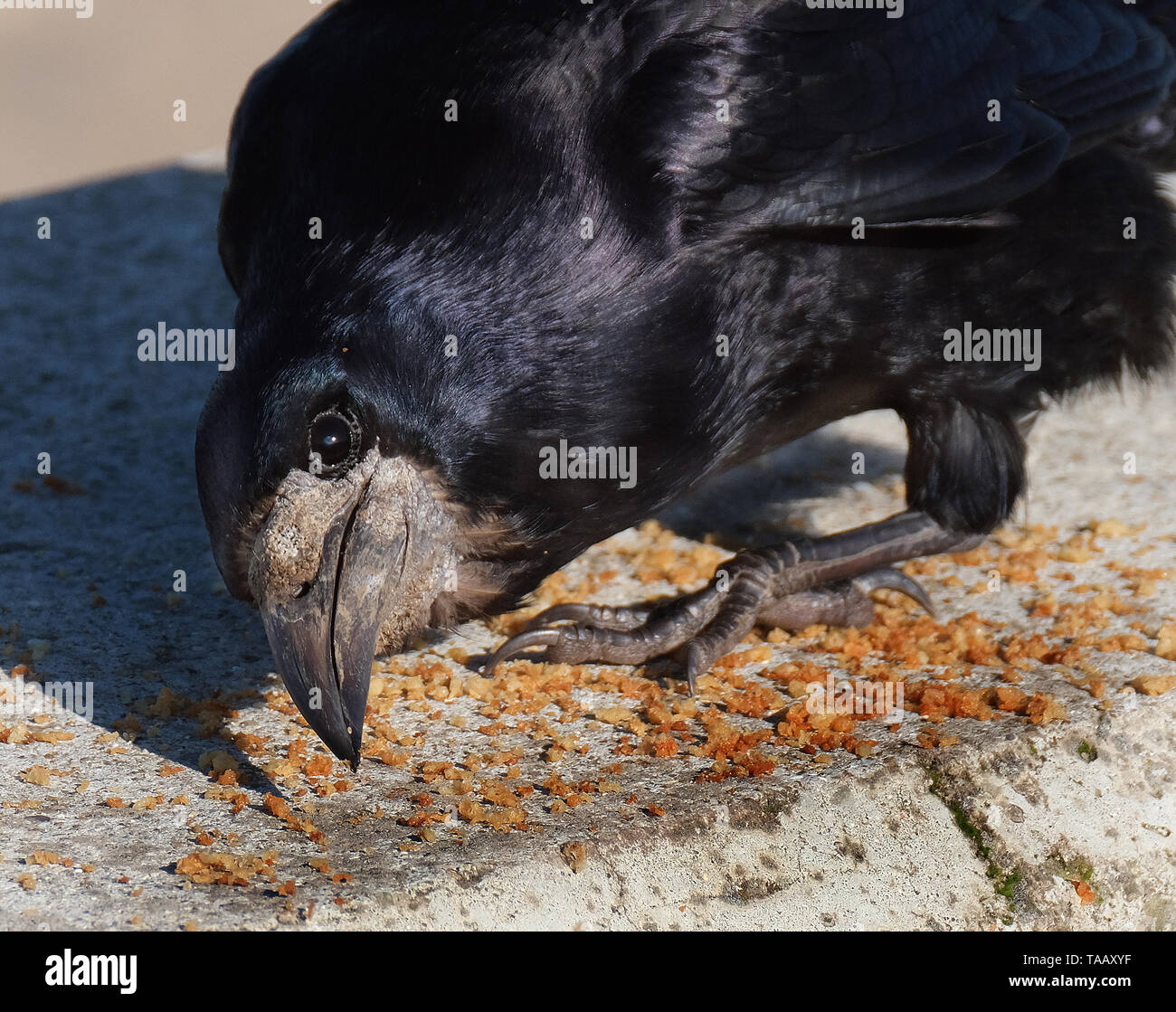 Crow se nourrissant de jeter les restes du fast-food. Banque D'Images