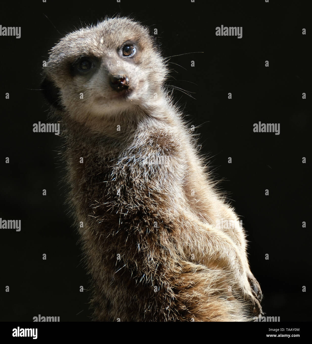 Le meerkat ou suricate est une petite carnivoran appartenant à la famille des mangoustes. C'est la seule espèce du genre Suricata. Banque D'Images