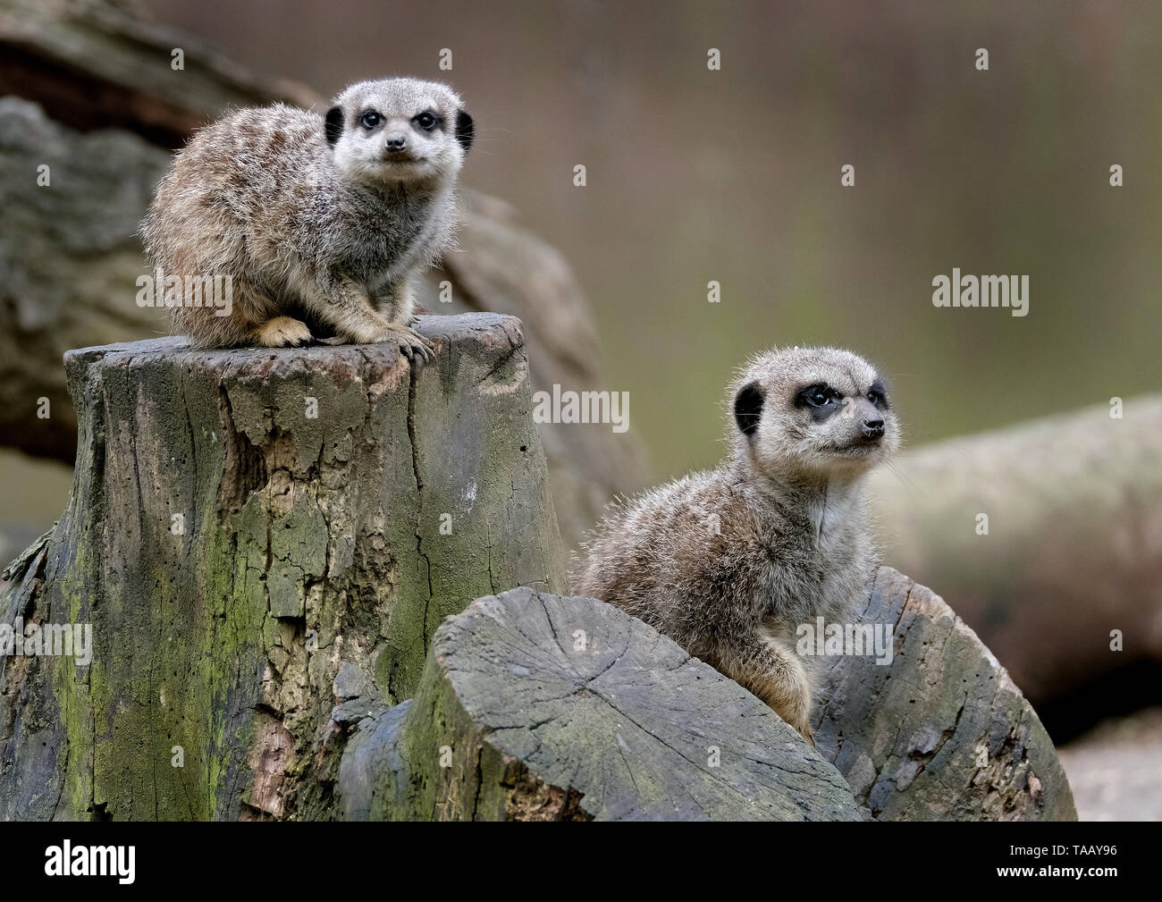 Le meerkat ou suricate est une petite carnivoran appartenant à la famille des mangoustes. C'est la seule espèce du genre Suricata. Banque D'Images