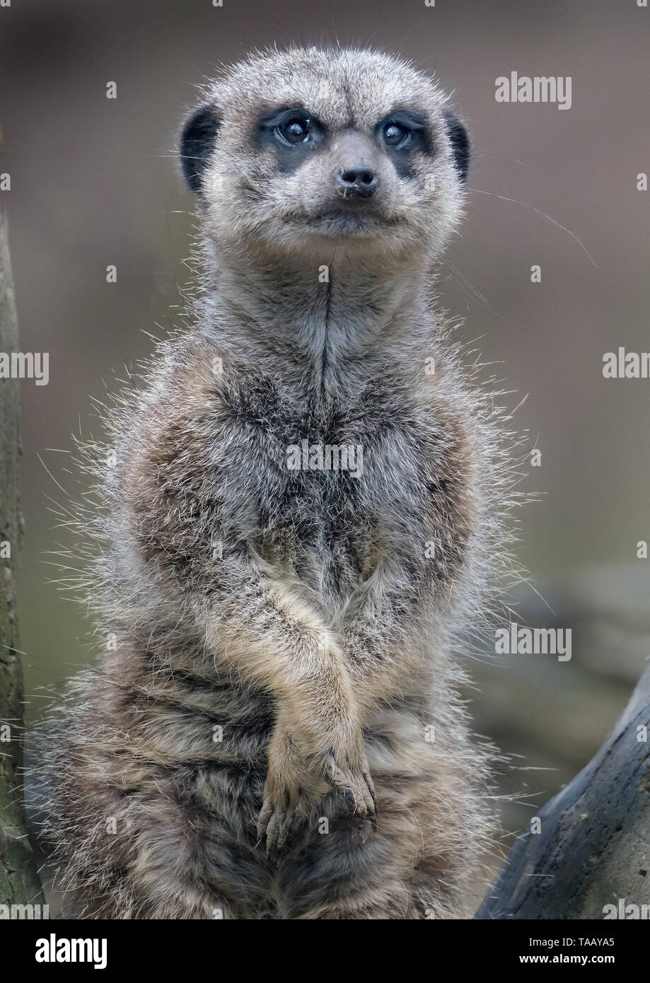 Le meerkat ou suricate est une petite carnivoran appartenant à la famille des mangoustes. C'est la seule espèce du genre Suricata. Banque D'Images