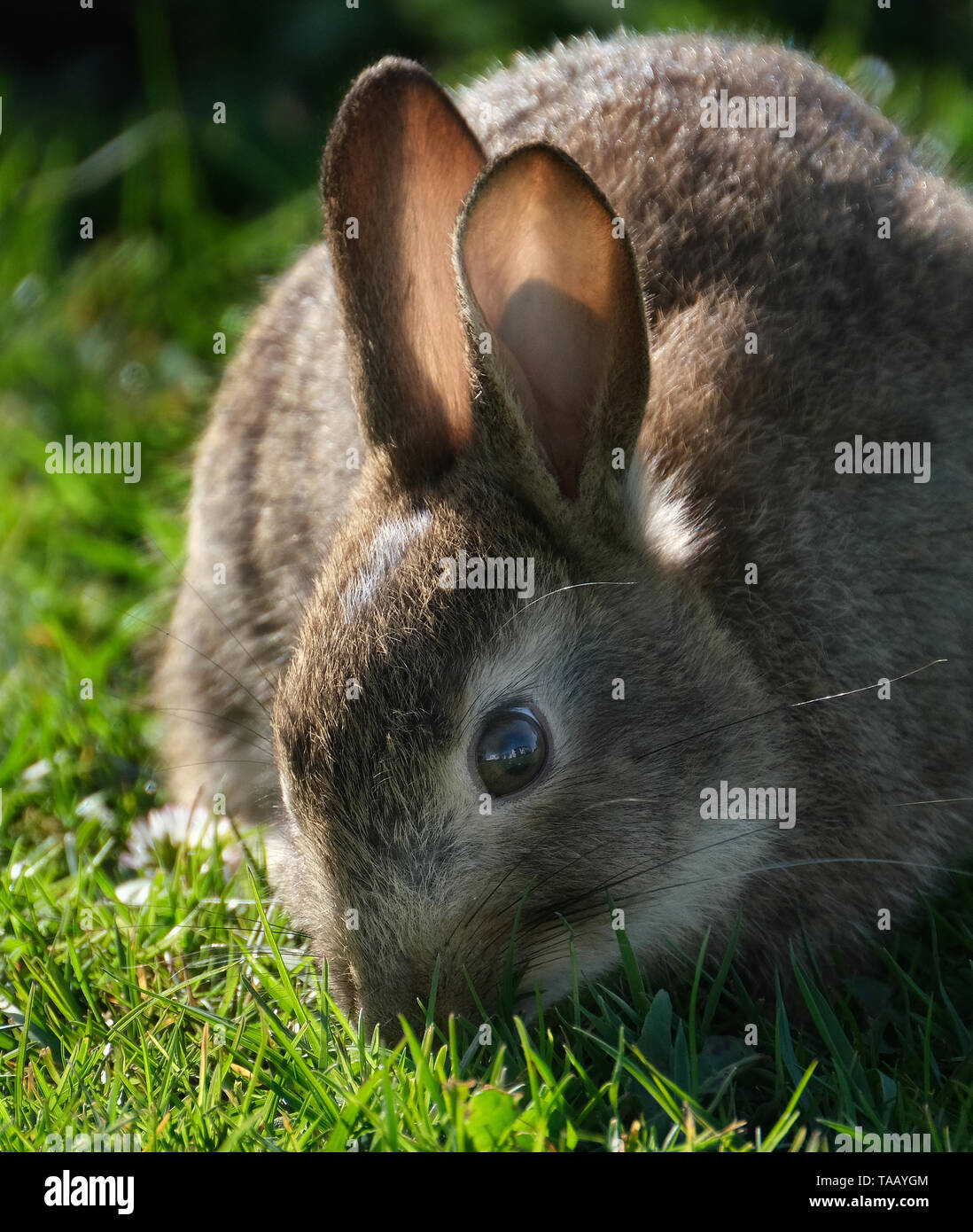 Les lapins sont des petits mammifères dans la famille Leporidés de l'ordre des lagomorphes. Banque D'Images