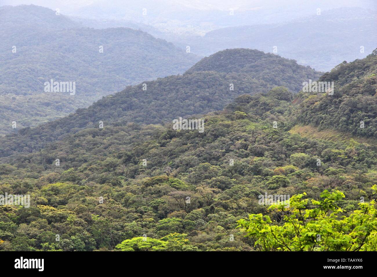 Montagnes couvertes de jungle au Brésil - Serra Verde paysage. Banque D'Images