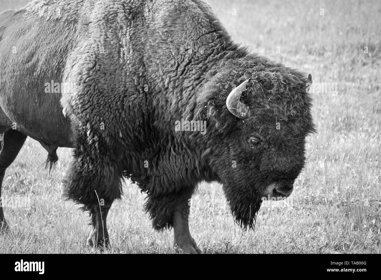 Gros plan noir et blanc des buffles qui paissent dans le Parc National de Yellowstone, Wyoming. Banque D'Images Gros plan noir et blanc des buffles qui paissent dans le Parc National de Yellowstone, Wyoming. Banque D'Images