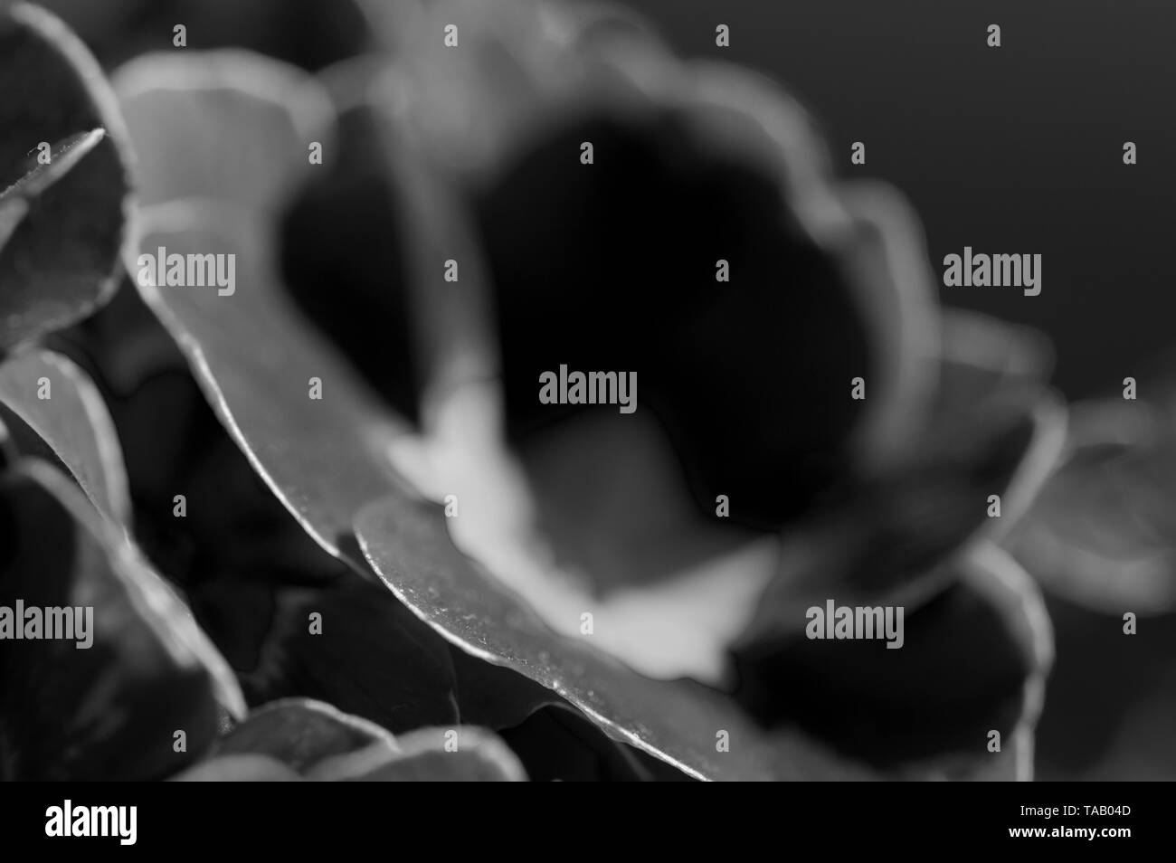 Une image en gros plan d'une primevère en noir et blanc et prises avec un objectif macro Banque D'Images