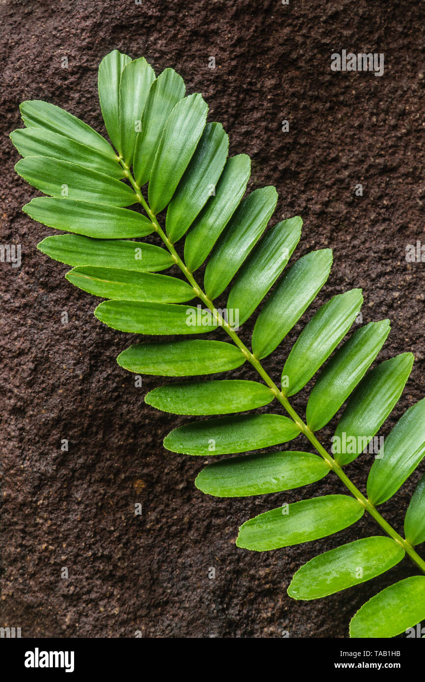 Jungle tropicale feuillage vert feuilles texture sur fond sombre Banque D'Images