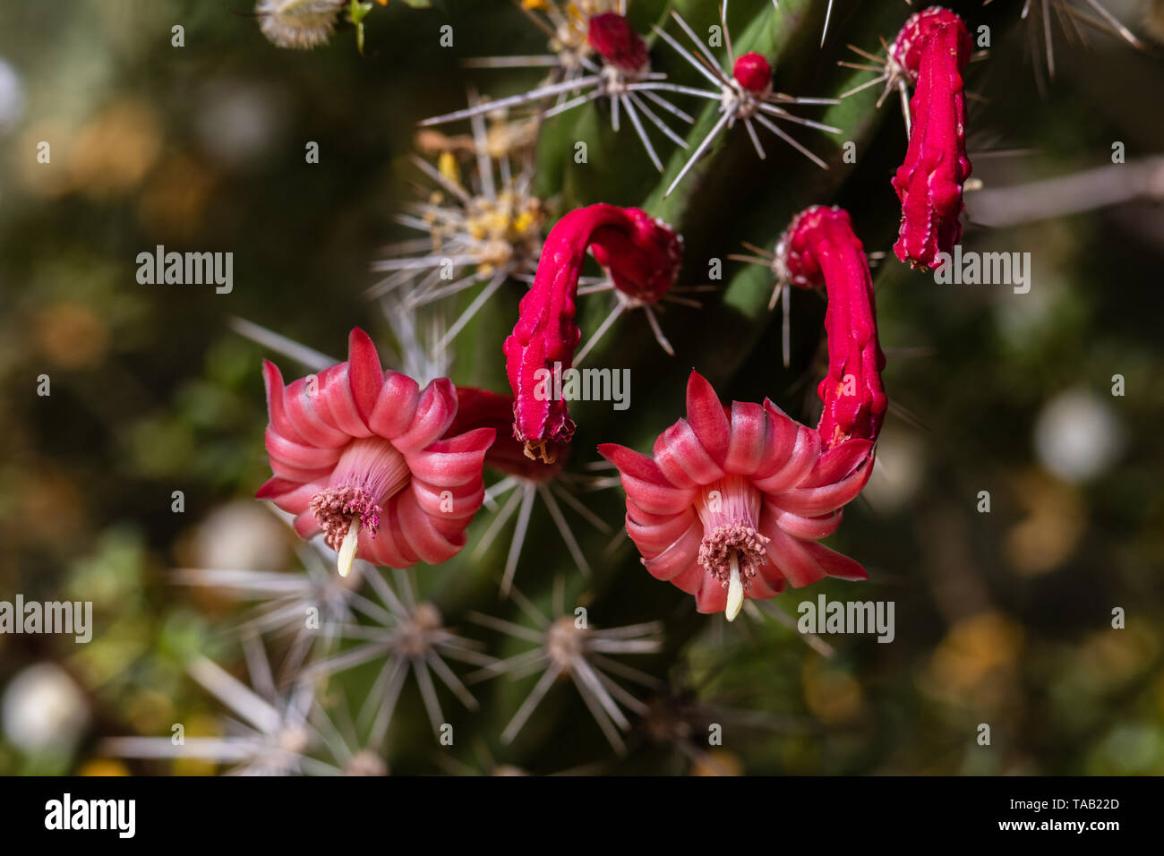 Fleurs rouges délicats sur cactus stenocereus alamosensis Octopus (courbe) avec pétales rouges. Originaire du Mexique, dans l'Arizona désert de Sonora. Banque D'Images