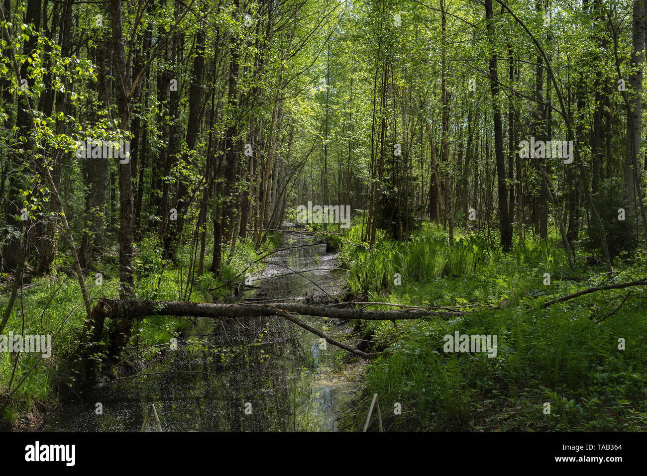 Paysage de forêt de feuillus vert en été. Rivière dans la forêt sauvage Banque D'Images