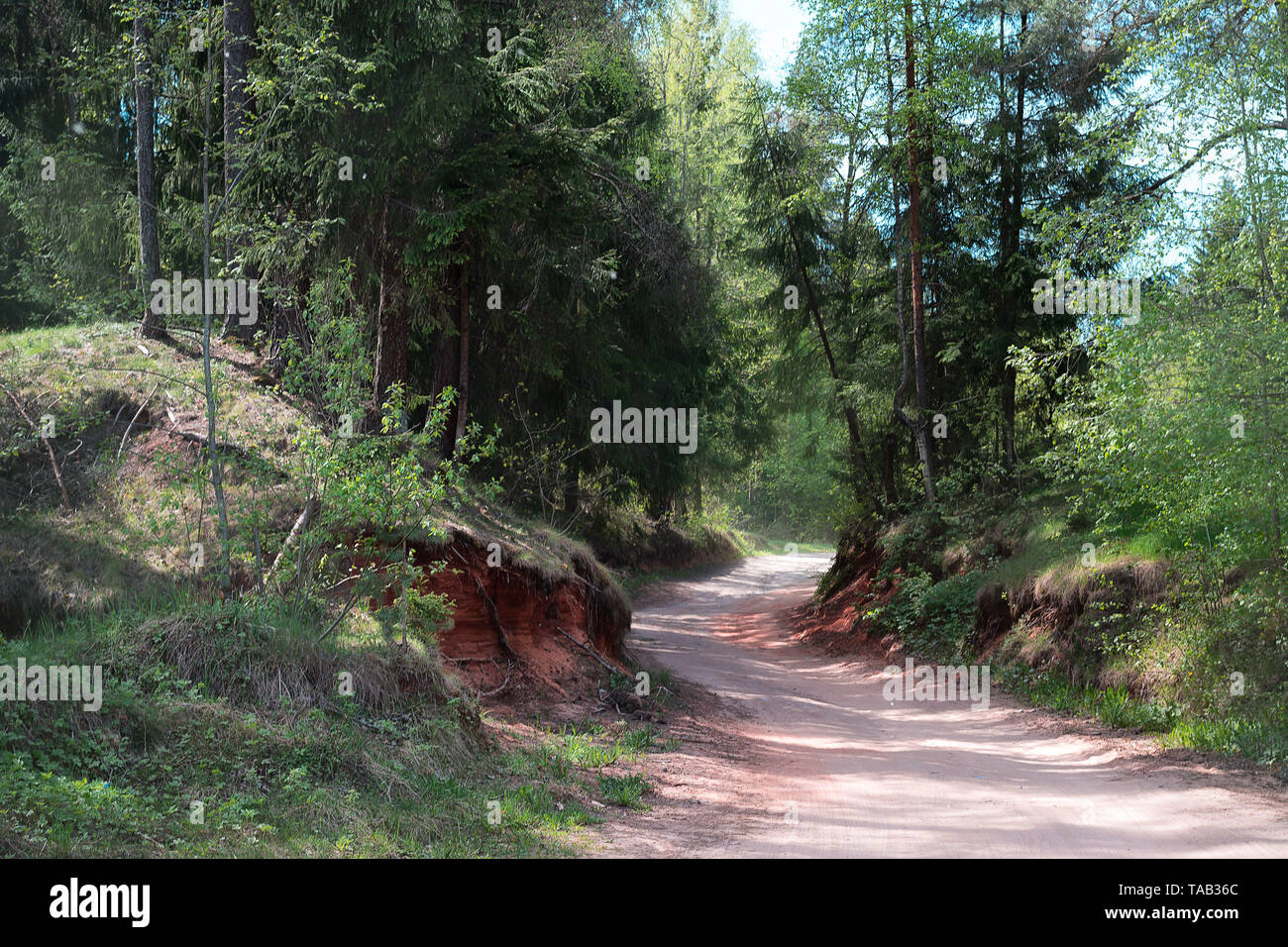 Route dans la forêt de l'été. Sentier du paysage dans la forêt de conifères Banque D'Images