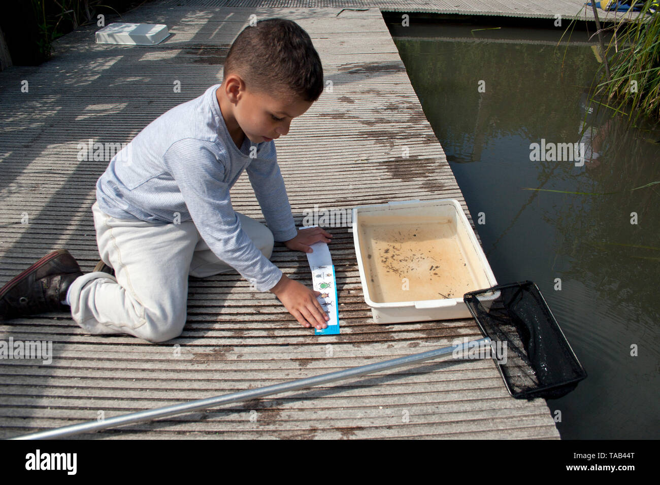 Bassin plongeant, enfant identifiant la vie de l'étang en plateau, Wildfowl & Wetlands Trust, Arundel, West Sussex, Angleterre, Royaume-Uni Banque D'Images