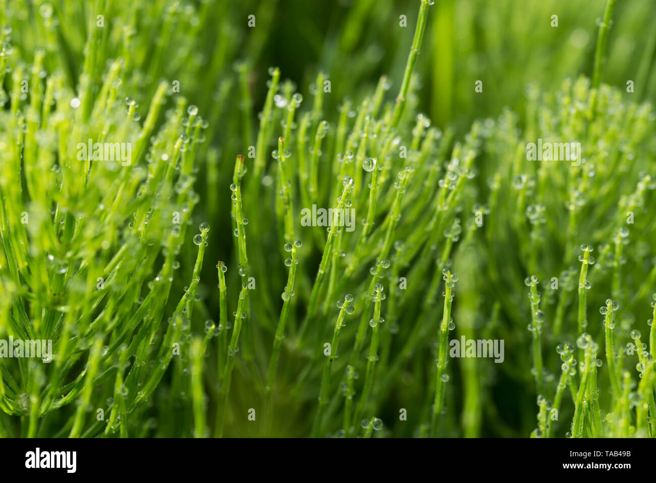 La prêle des champs, Equisetum arvense, prêle commune avec macro gouttes de rosée Banque D'Images