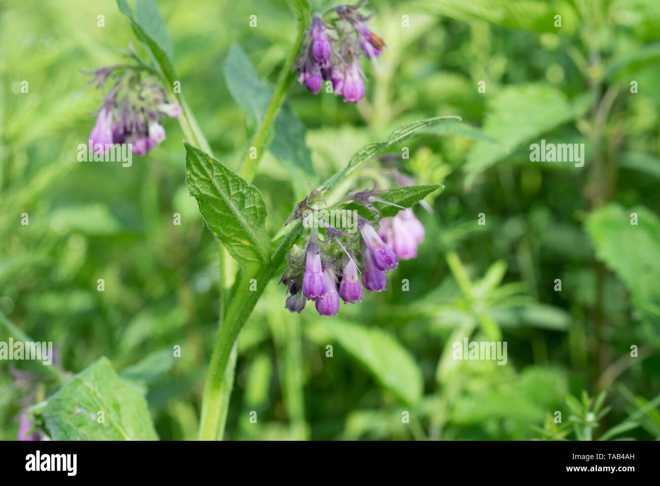 Symphytum officinale Consoude, macro fleurs violettes Banque D'Images