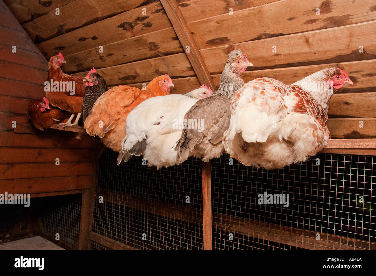 Poules, six des sept poules se percher sur la nuit la perche en poulailler, England, UK Banque D'Images