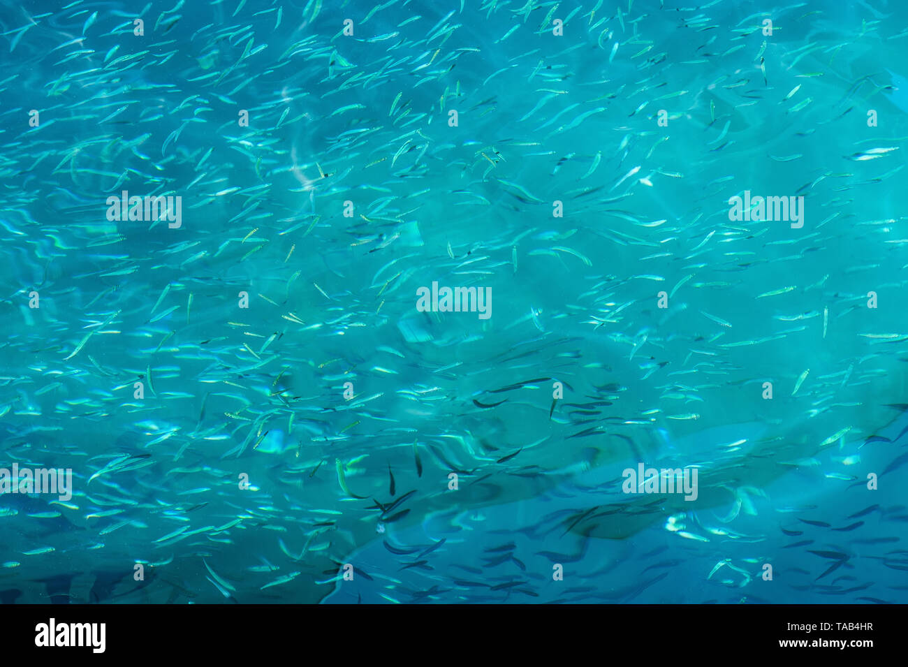 Petit Poisson De Mer Argentee De L Eau Claire En Arriere Plan Fond Bleu Avec La Vie Marine Photo Stock Alamy