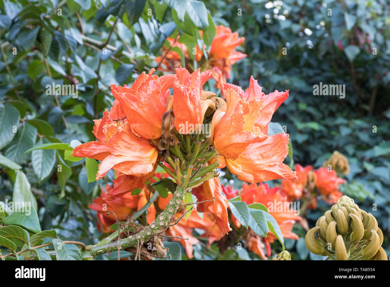 Spathodea campanulata, African Tulip Tree, Nandi Flamme, arbre, fontaine, Flametree orange rouge et des fleurs de l'inflorescence, Bignoniaceae en automne Banque D'Images