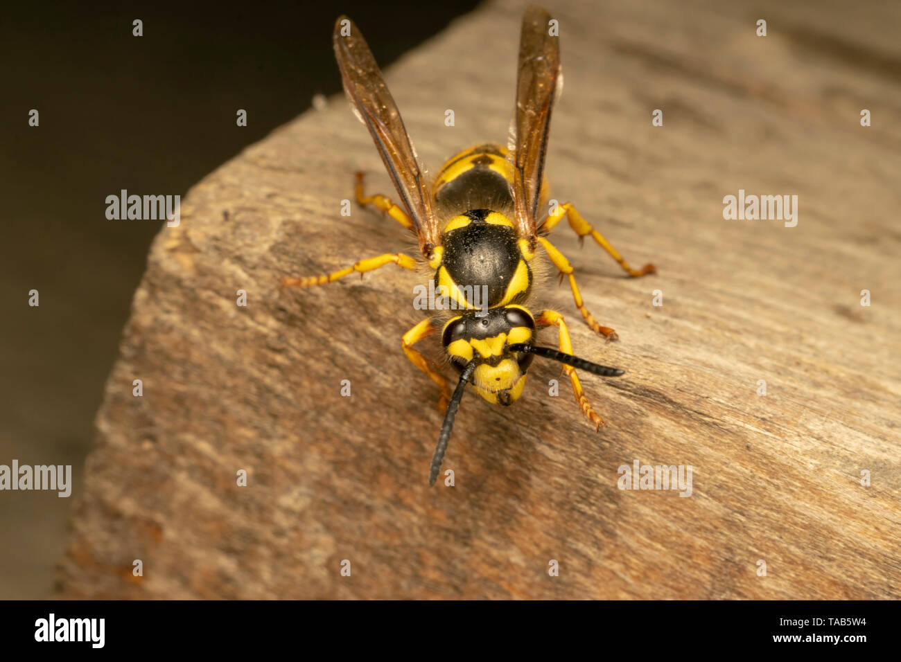 L'allemand, Guêpe Guêpe européenne ou allemande (yellowjacket lat. Vespula germanica) Banque D'Images