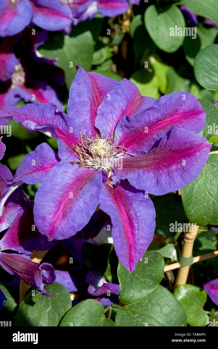 Clématite Mme N Thompson Banque D'Images