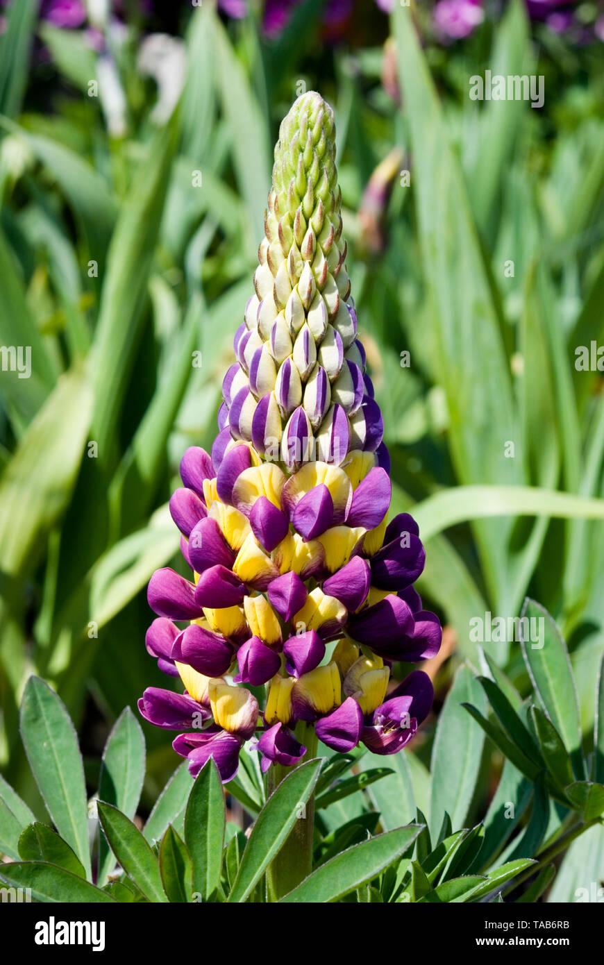Les lumières de Manhattan Lupin Banque D'Images