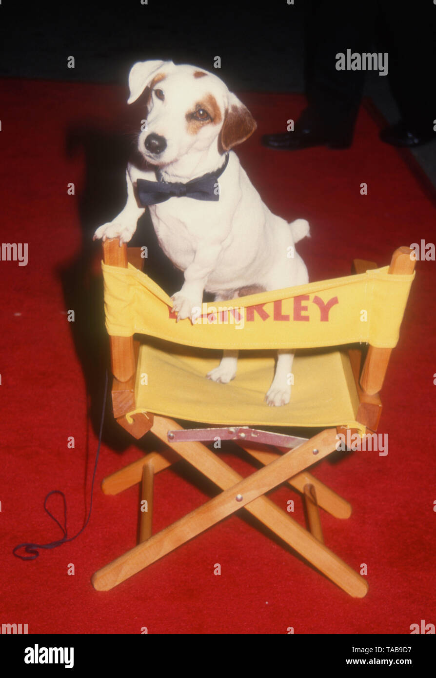 Westwood, Californie, USA 28 avril 1994 Barkley le chien assiste à la Metro Goldwyn Mayer' 'That's Entertainment III" Création le 28 avril 1994 au Théâtre National de Mann à Westwood, Californie, USA. Photo de Barry King/Alamy Stock Photo Banque D'Images