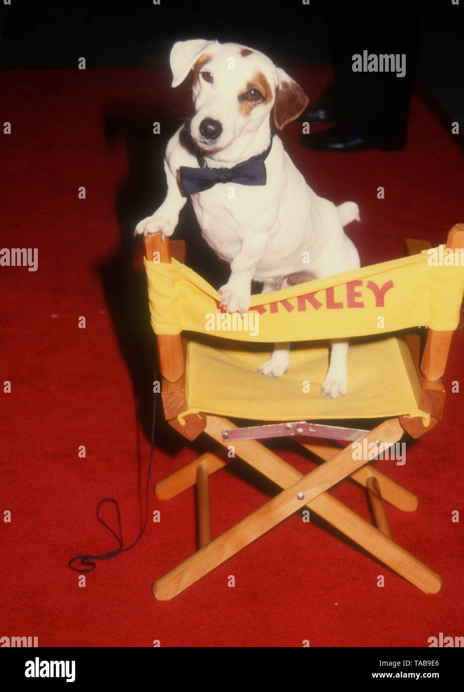 Westwood, Californie, USA 28 avril 1994 Barkley le chien assiste à la Metro Goldwyn Mayer' 'That's Entertainment III" Création le 28 avril 1994 au Théâtre National de Mann à Westwood, Californie, USA. Photo de Barry King/Alamy Stock Photo Banque D'Images