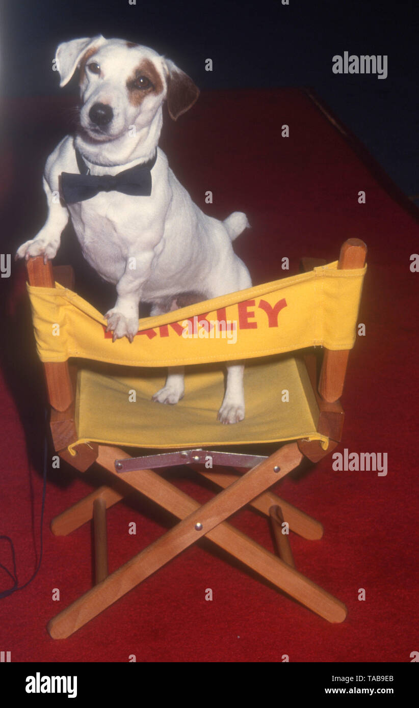 Westwood, Californie, USA 28 avril 1994 Barkley le chien assiste à la Metro Goldwyn Mayer' 'That's Entertainment III" Création le 28 avril 1994 au Théâtre National de Mann à Westwood, Californie, USA. Photo de Barry King/Alamy Stock Photo Banque D'Images