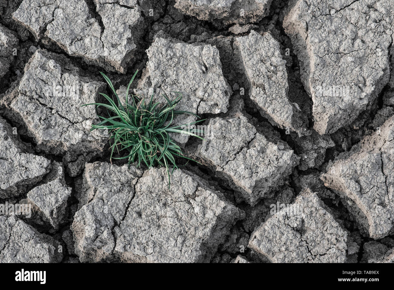 La texture de l'argile fissurée à sec de fond de la terre Banque D'Images