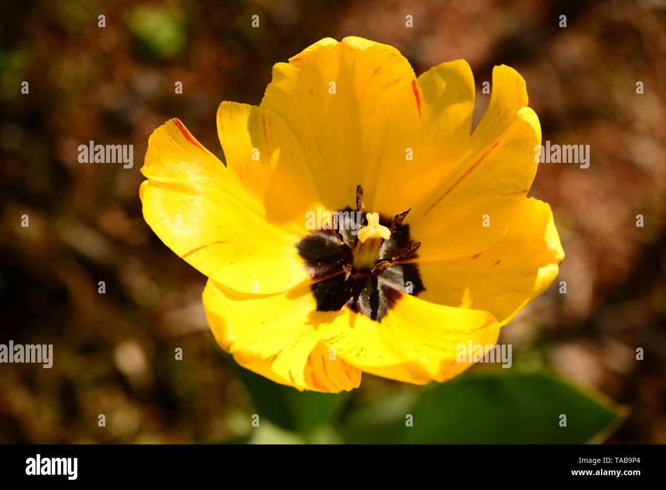 Tulipe jaune fleurir dans l'éclat du soleil chaud matin de printemps Banque D'Images