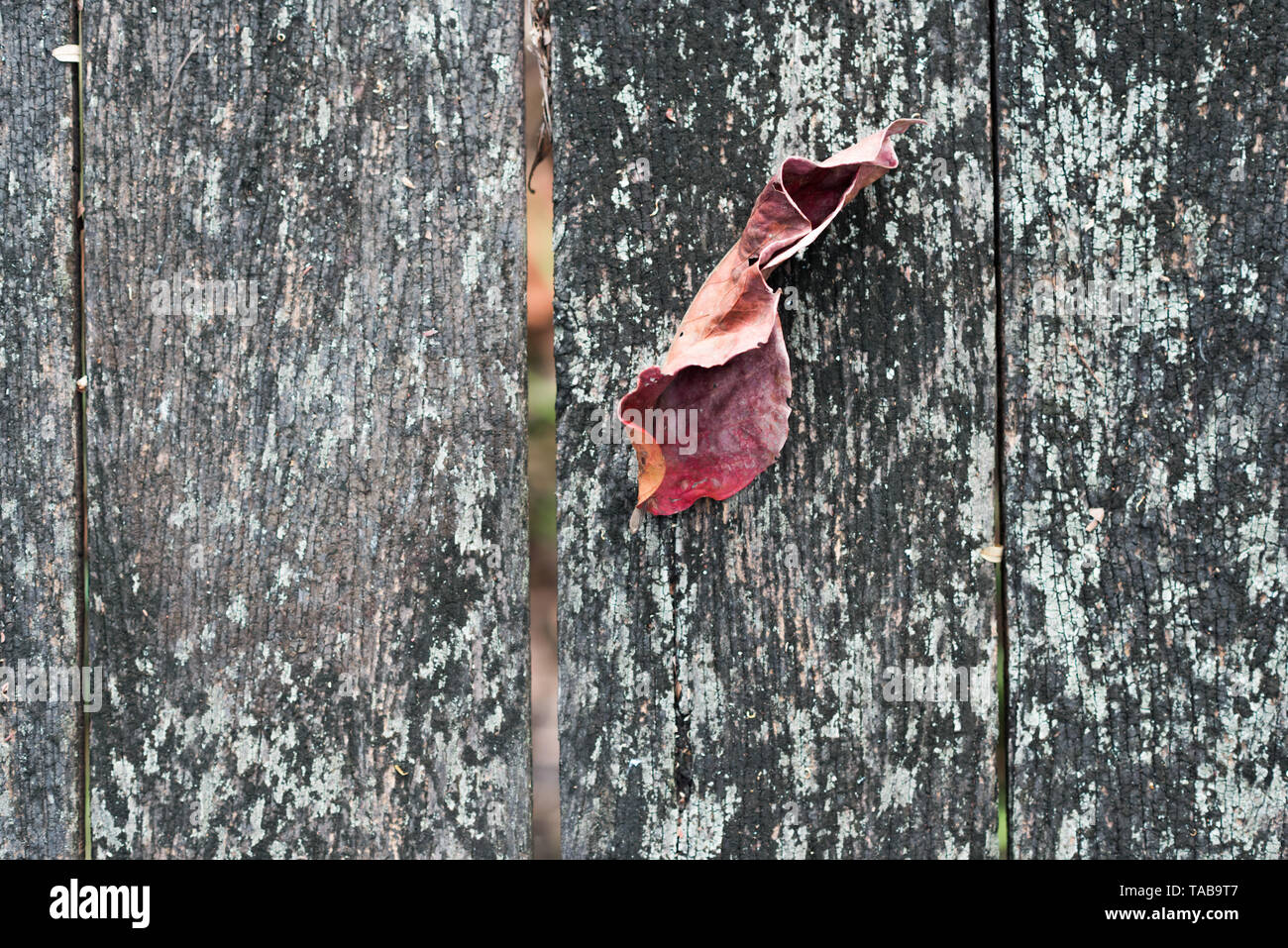 Feuilles sur l'ancien plancher en bois Banque D'Images