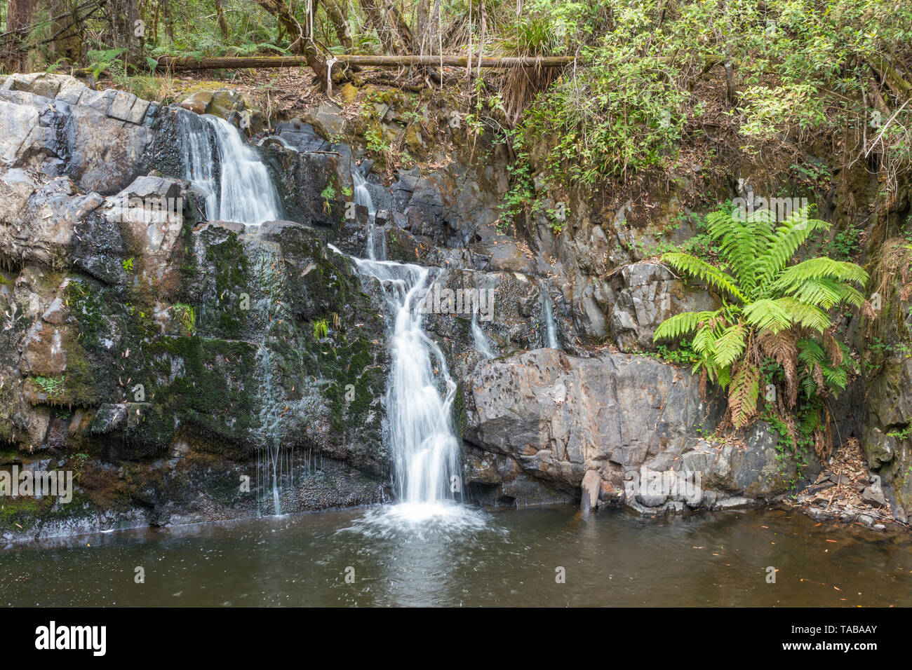 Lilydale Falls se compose de deux chutes d'eau près de l'autre, dans la réserve, à proximité de la tombe de Lilydale canton de Lilydale en Tasmanie, Australie. Banque D'Images